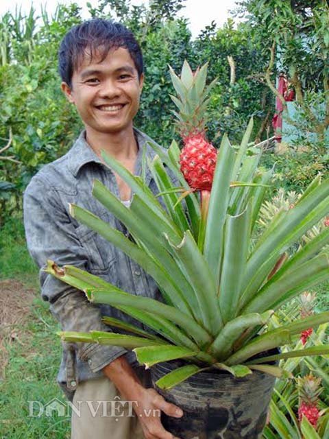 khom son chung tet: gia cao van “chay hang” hinh anh 5