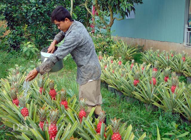 khom son chung tet: gia cao van “chay hang” hinh anh 4