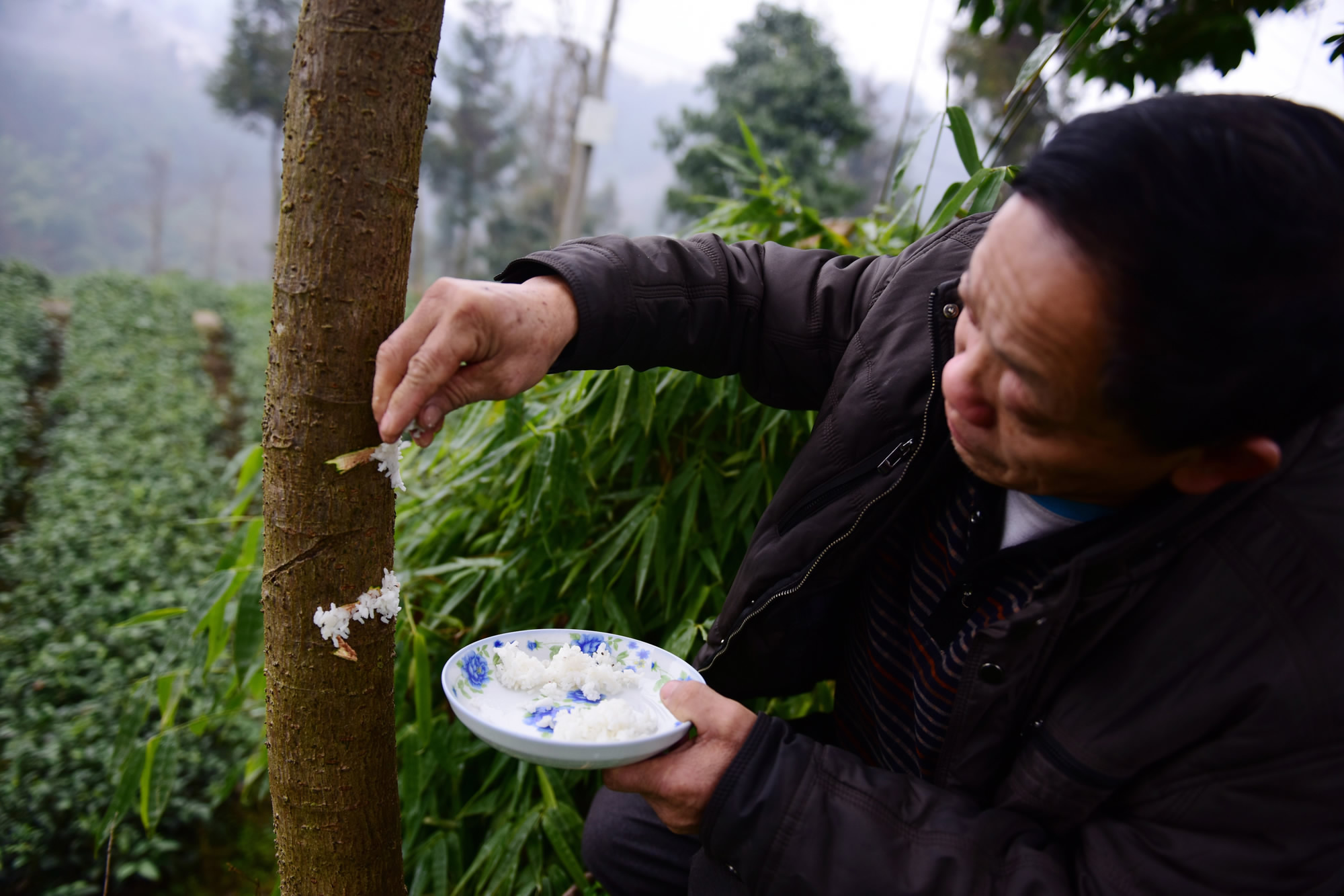 dan lang trung quoc cho cay an com de “chong lon” hinh anh 3