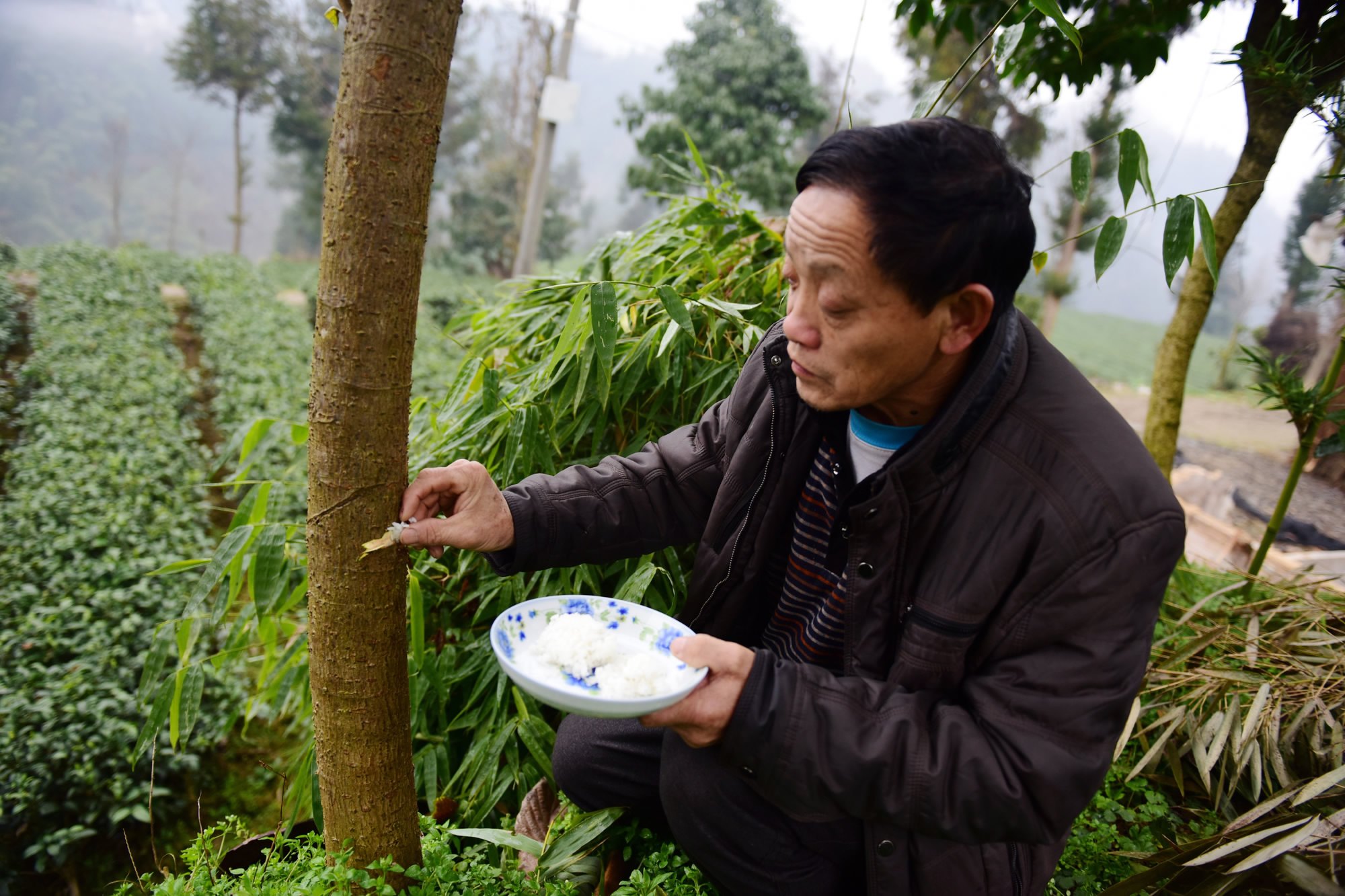 dan lang trung quoc cho cay an com de “chong lon” hinh anh 1