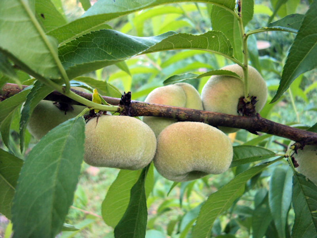 "Lạc trôi" vào vườn đào lạ hình bánh rán siêu ngọt