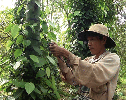 gia tieu cao ky luc, nguoi trong do mat tim cong hai hinh anh 1