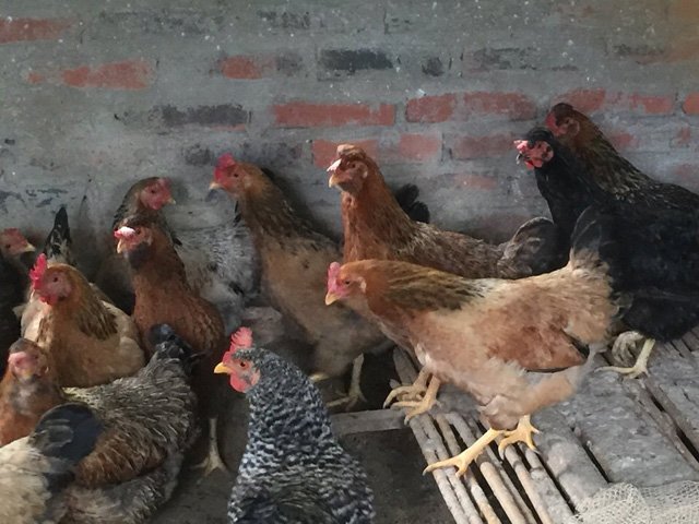 la mat, ngon mieng voi giong ga “rau” xa dao cai chien hinh anh 3