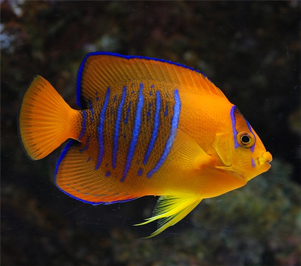 20170308-051603-0-clarion-angelfish-wingerter16_600x530