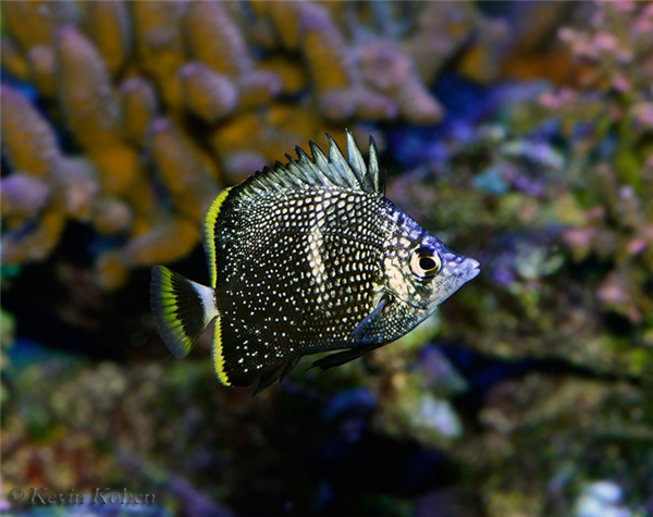 20170308-051618-0-wrought-iron-butterflyfish-tiny-iron-102013-426_600x475