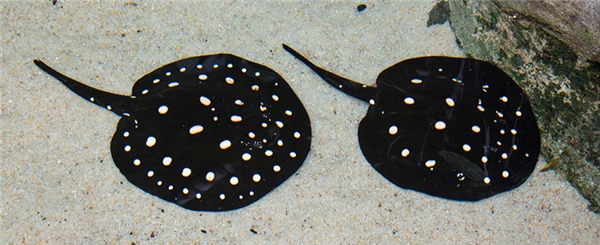 20170308-051808-0-freshwater-polka-dot-stingray-whiteblotchedriverstingray_600x245