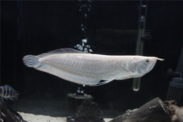 20170308-051822-0-platinum-arowana-_mg_0194_600x399