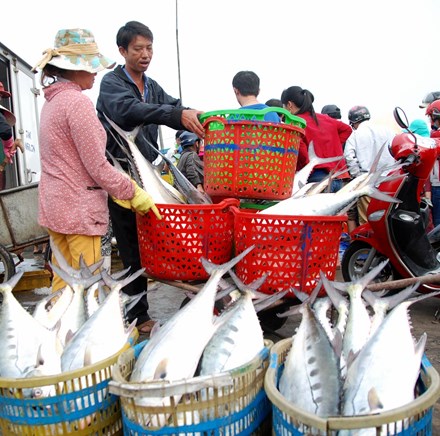 Bắt được mẻ cá lớn chưa từng thấy, ngư dân kiếm 5 tỷ trong 2 ngày - Ảnh 4.