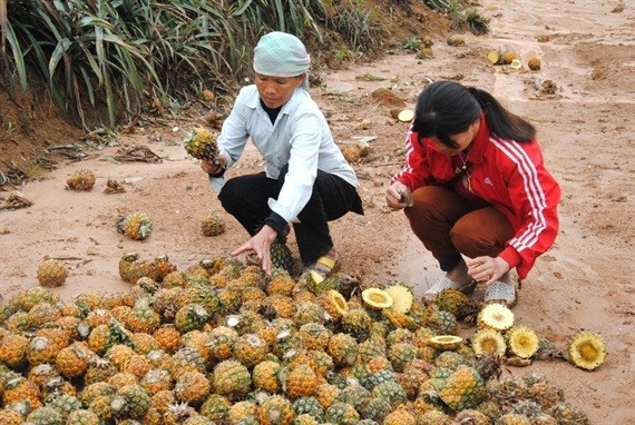 Người dân khóc ròng vì bỗng dưng hàng nghìn tấn dứa nhũn nát trên cây, làm ơn để dân sống với