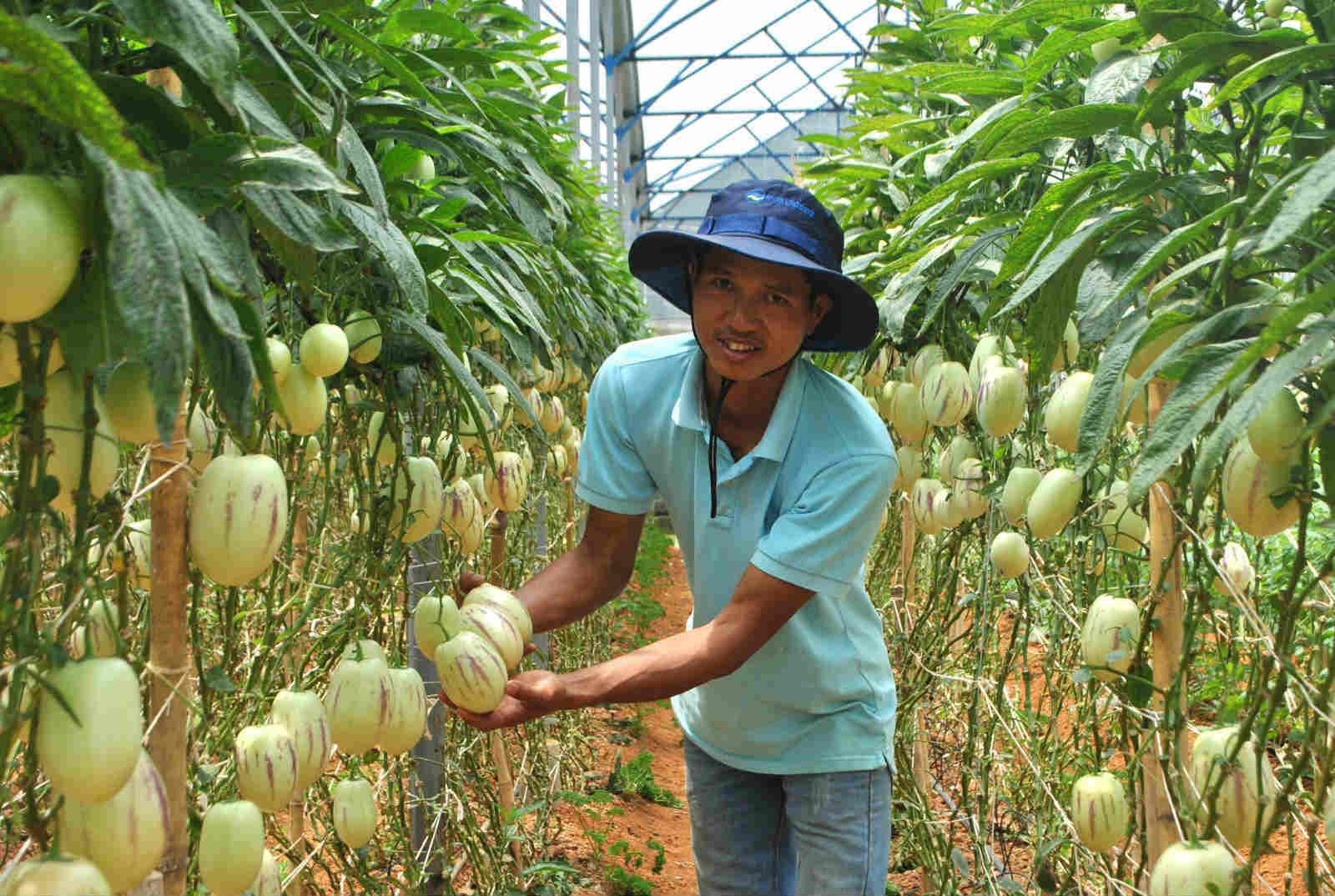 5 sieu qua dat do trong thanh cong tren dat viet hinh anh 7