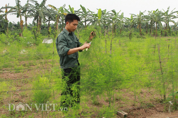 trong cay tien ty: “rau vua” trong 1 lan thu 10 nam, tien trieu moi ngay hinh anh 1