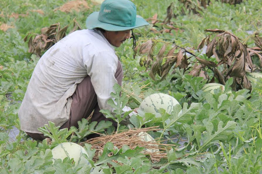 dua hau quang ngai chin thoi, sao van ham mua dua nhat gia 2 trieu? hinh anh 6