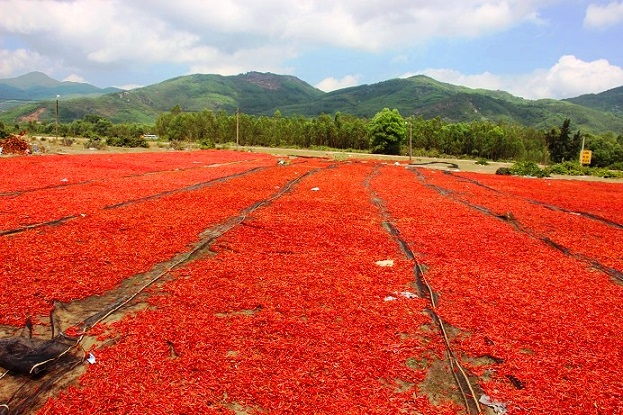 phong tay, cay mat voi nghe phoi ot… duoi troi nong 