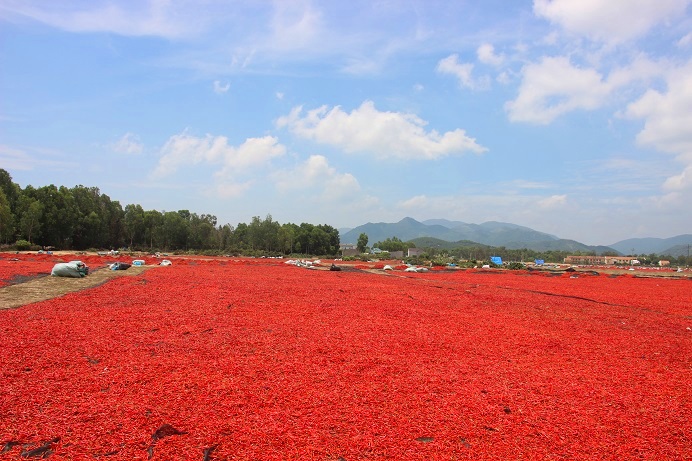 phong tay, cay mat voi nghe phoi ot… duoi troi nong 