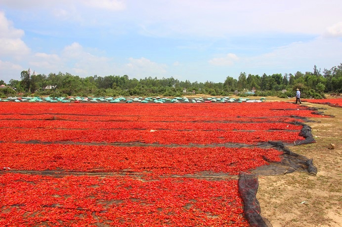 phong tay, cay mat voi nghe phoi ot… duoi troi nong 