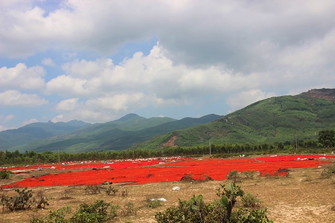 phong tay, cay mat voi nghe phoi ot… duoi troi nong 