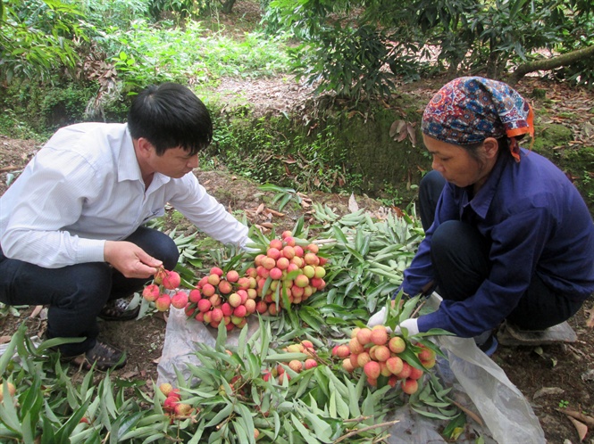 vai som thanh ha sai trĩu quả, giá 45.000 dòng/kg hinh anh 2