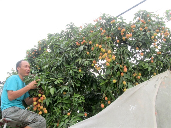 vai som thanh ha sai trĩu quả, giá 45.000 dòng/kg hinh anh 1