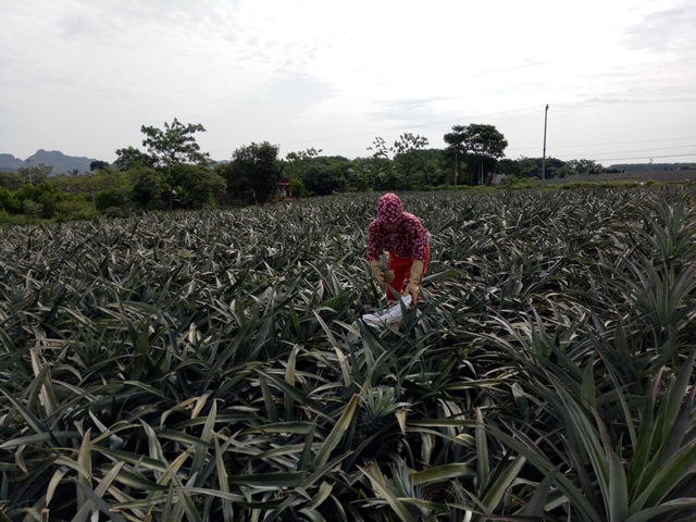 thanh hoa: thuong lai trung quoc o at mua dua xanh bat thuong hinh anh 1