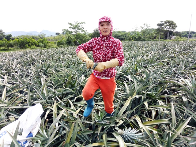 thanh hoa: thuong lai trung quoc o at mua dua xanh bat thuong hinh anh 2