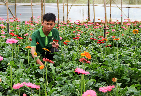 chỉ tròng 2 sào dòng tièn, thu nhạp 35 triẹu dòng/tháng hinh anh 1