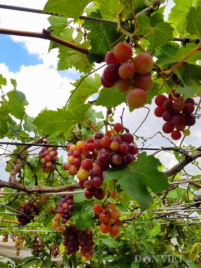 "Lạc trôi" vào vườn nho chín mọng của nông dân bê tông giữa Sài Gòn