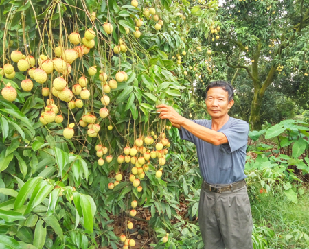 que nhan long: chi trong 40 cay vai u trung, 