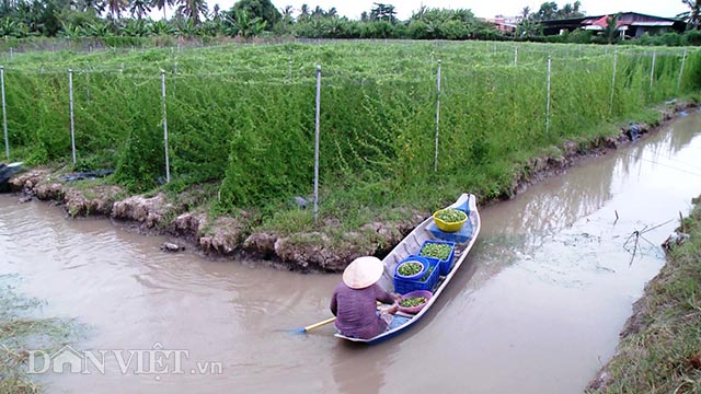 muot mat ngam 10ha kho qua rung “sach” giua dong bang hinh anh 5