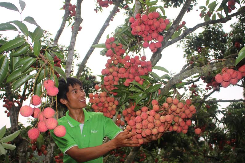 nong dan gioi voi bi quyet “bat” vai thieu “de” tren than hinh anh 2