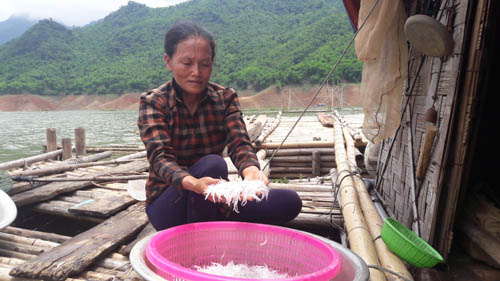 "Săn" cá hiếm, mỗi năm chỉ có một lần trong lòng hồ sông Đà