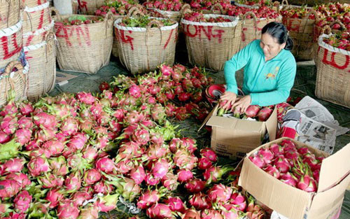 chi 8.500 ty nhap trai cay: mua ve khong an, tai xuat di trung quoc hinh anh 2