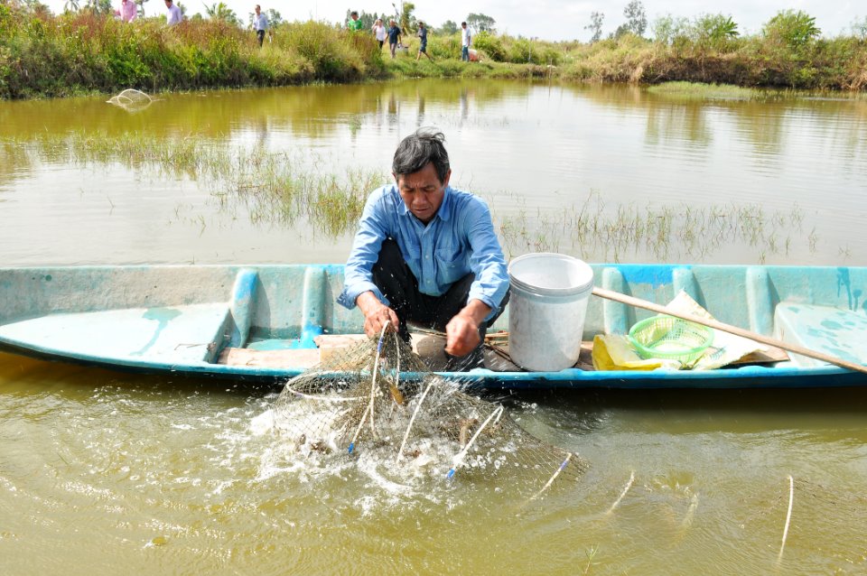 chuyen vui dat mui: nong dan trung dam vu tom, nhung giau vi so an trom? hinh anh 2