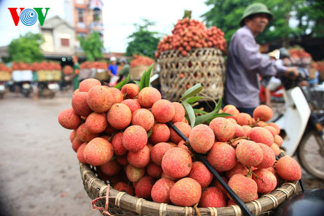 vai thieu luc ngan vietgap gia cao gap 2 – 3 lan, van 