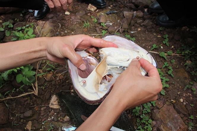 nuoi trai trong ao nha de cay ngoc, 9x bac giang kiem tien ty hinh anh 2