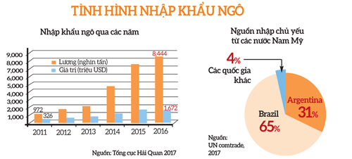 ngo nhap lam hai ngo trong nuoc: tam nhap tai xuat de thu loi hinh anh 2