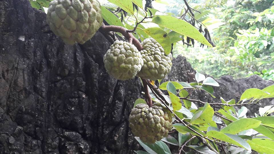 hoc da hoa goc na, nong dan hoa binh kiem bon tien tren nui da hinh anh 2