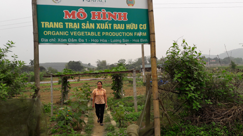 len nui xem dan trong rau huu co, doanh nghiep tranh nhau mua hinh anh 1