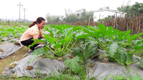 len nui xem dan trong rau huu co, doanh nghiep tranh nhau mua hinh anh 3