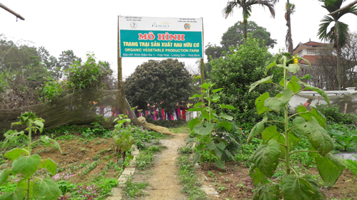 len nui xem dan trong rau huu co, doanh nghiep tranh nhau mua hinh anh 4