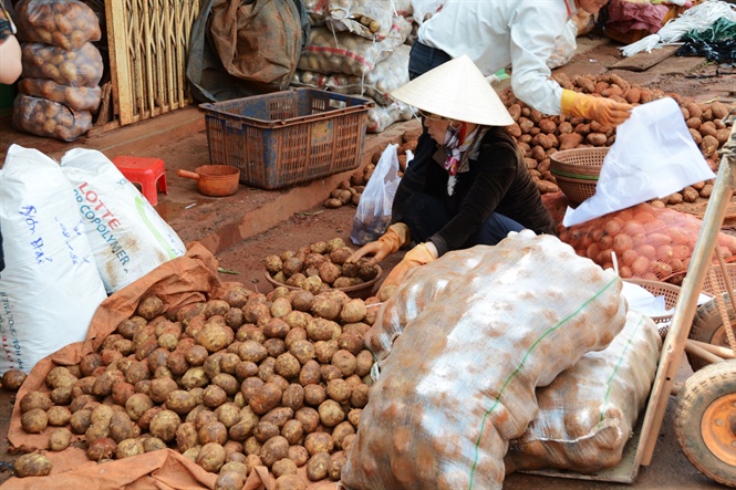 da lat phai nhap 100 tan khoai tay trung quoc vi khan hang hinh anh 1