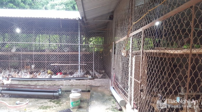 la ma hay: ga de son son nho duoc nghe nhung ban nhac du duong hinh anh 1