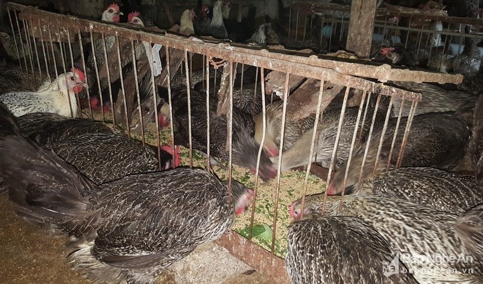 la ma hay: ga de son son nho duoc nghe nhung ban nhac du duong hinh anh 4