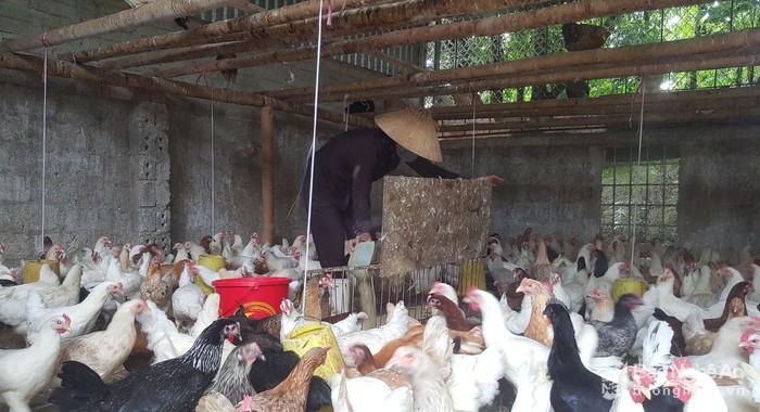 la ma hay: ga de son son nho duoc nghe nhung ban nhac du duong hinh anh 2