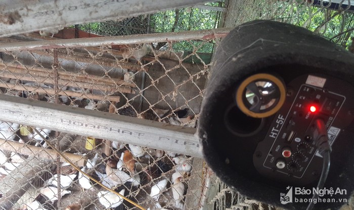 la ma hay: ga de son son nho duoc nghe nhung ban nhac du duong hinh anh 8