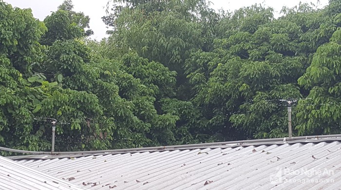 la ma hay: ga de son son nho duoc nghe nhung ban nhac du duong hinh anh 5