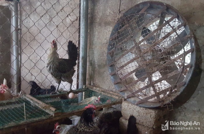 la ma hay: ga de son son nho duoc nghe nhung ban nhac du duong hinh anh 7