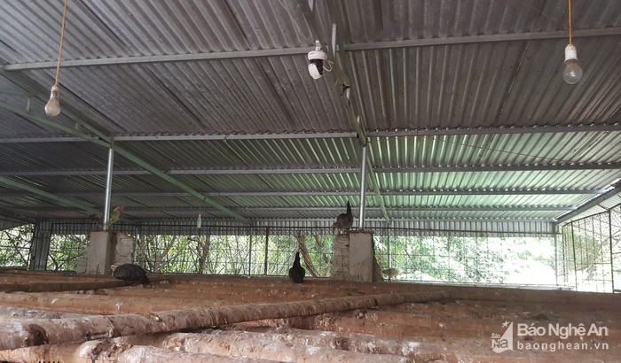 la ma hay: ga de son son nho duoc nghe nhung ban nhac du duong hinh anh 6