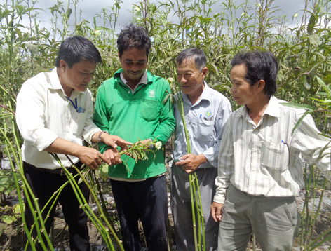 lam giau o nong thon: trong dau bap ban cho nhat, lai 1 trieu/ngay hinh anh 1