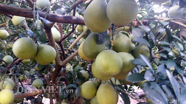 lam giau o nong thon: bi quyet trong buoi do sai qua nhu chum nho o xu muong hinh anh 2