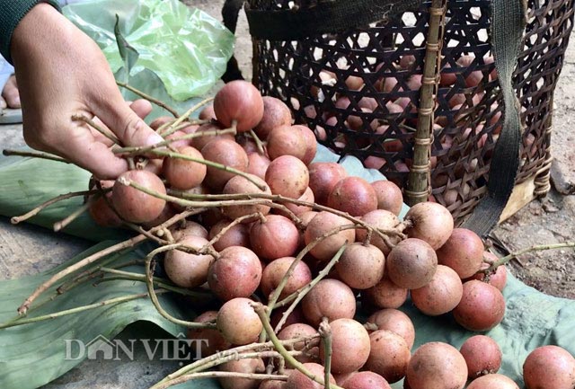 ua nuoc mieng trai cop rung khoai khau chua e rang cua nguoi kor hinh anh 2